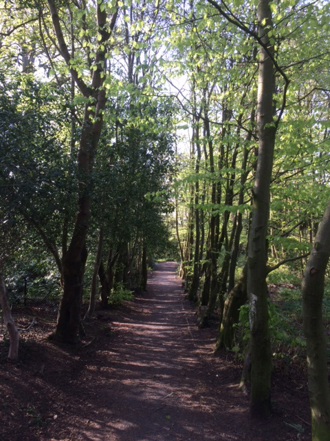Castlehill Woods