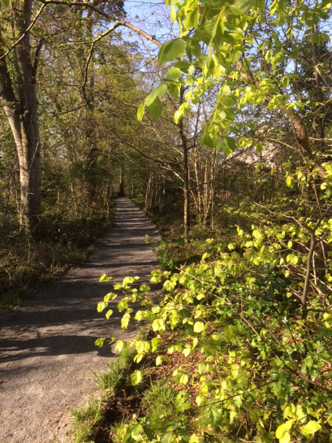 Castlehill Woods