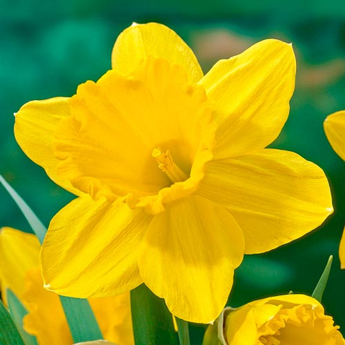 Daffodils